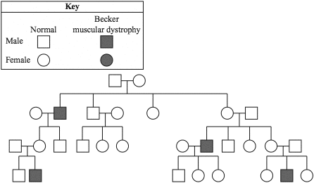 Muscular Dystrophy Pedigree Chart Answer Key
